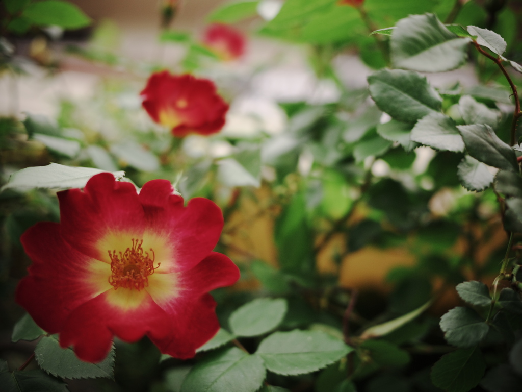 花　トイカメラ風