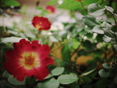 花　トイカメラ風