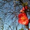 春　先取り