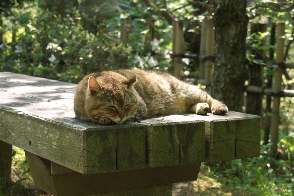 おひるねこ