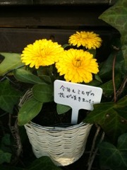 今年もミモザの花が咲きました
