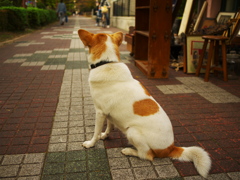 招き犬