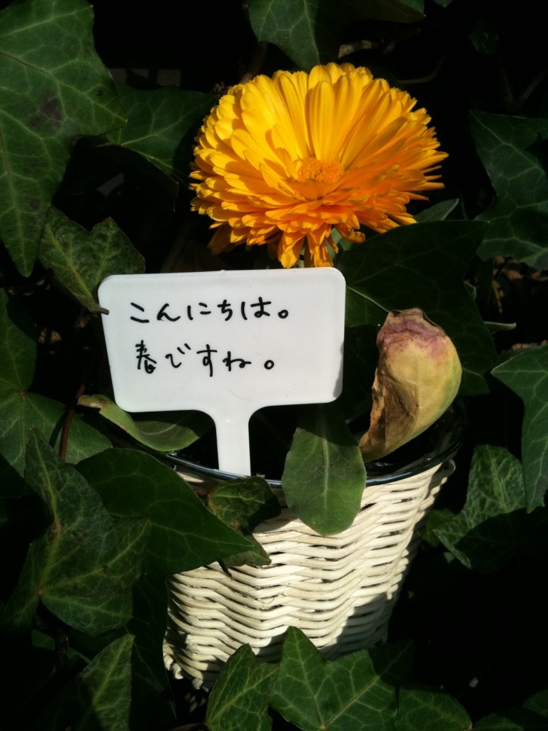 こんにちは。春ですね。