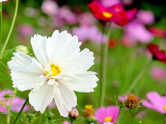 微笑みの花