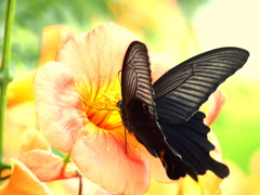 黒羽