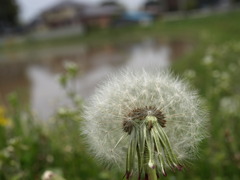 cotton wool
