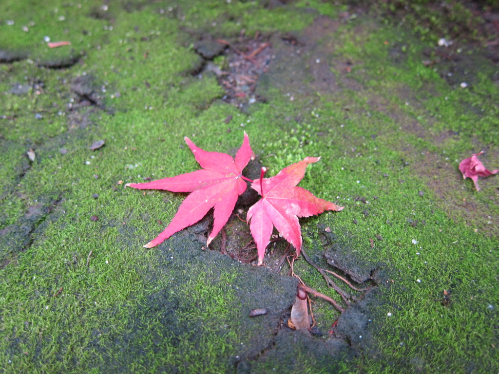 ちいさい秋