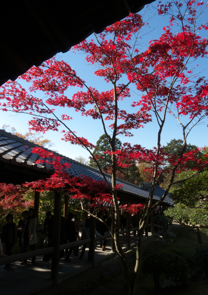 孤高の紅