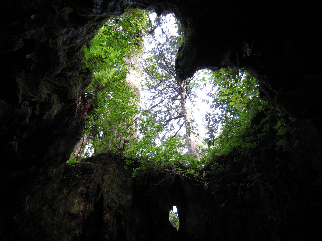 屋久島日記２