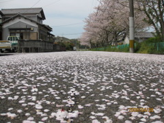 桜並木