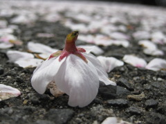 花の命はけっこう長い