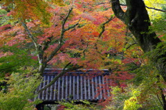 黒門と紅葉 