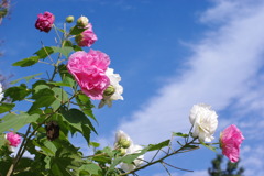 はな公園で2