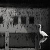 縄張り