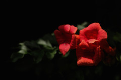 夏の花