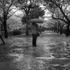 花の終焉