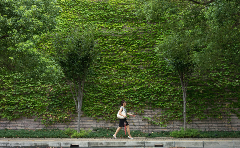 グリーンカーテン