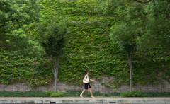 グリーンカーテン