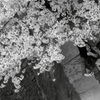 花も恥じらう
