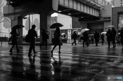 雨の横断歩道