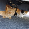 車の下でかくれんぼ