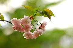 八重桜