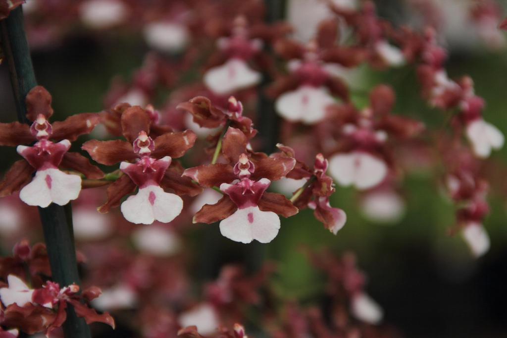 花２
