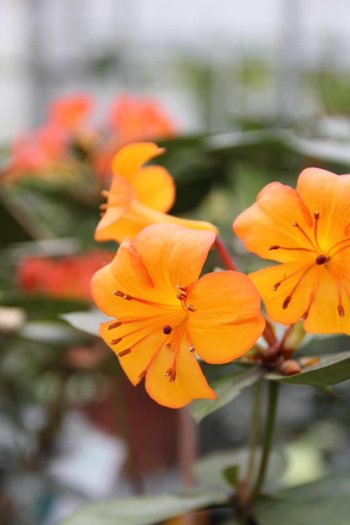 花３