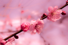 春ひらく。