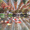 花水庭