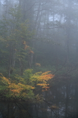 霧の紅葉