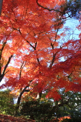 紅葉