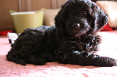 子犬