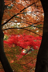 向こうの紅