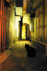 新宿ゴールデン街の猫