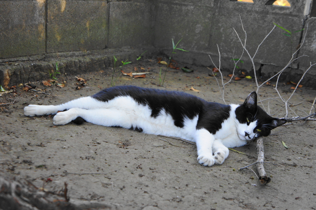 木ノ枝ヲ枕ニスル夏バテ気味ノ猫さん