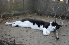 木ノ枝ヲ枕ニスル夏バテ気味ノ猫さん