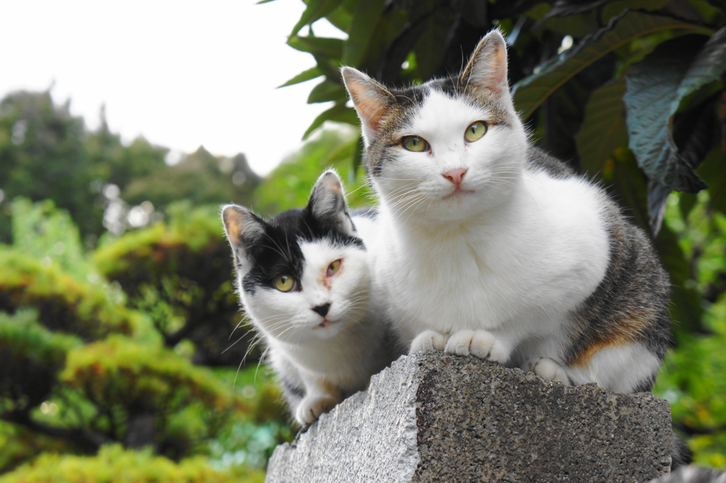 近所の野良２