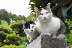 近所の野良２