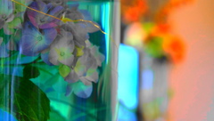 紫陽花