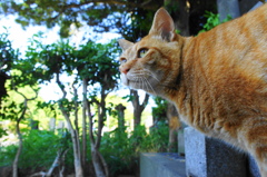 夏の谷中