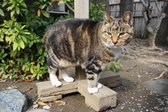 まちねこ
