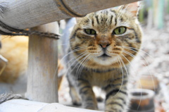 まちねこ