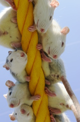 横浜野毛山動物園