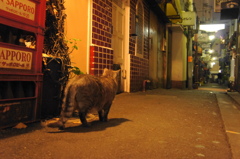 新宿ゴールデン街の猫