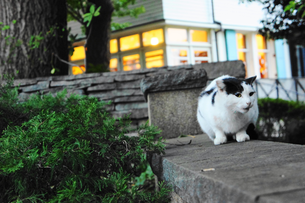 元町公園猫