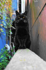 吉祥寺猫