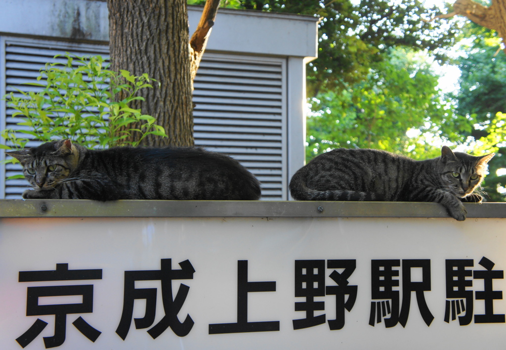 兄弟？