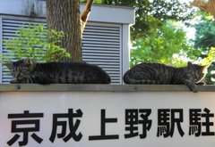 兄弟？
