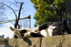 上野公園の猫